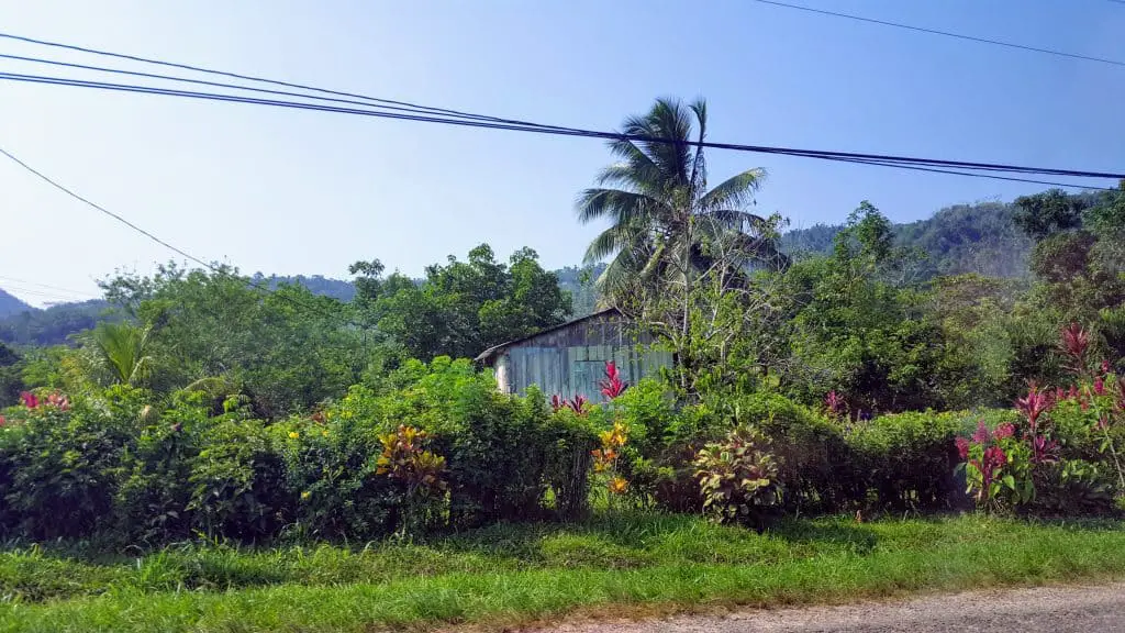 Palm trees and a house along Hummingbird Highway in Belize