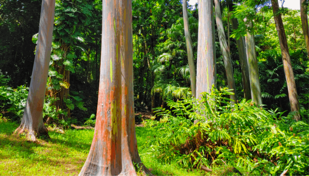 Rainbow Eucalyptus trees in Keanae Arboretum, one of the best road to hana stops