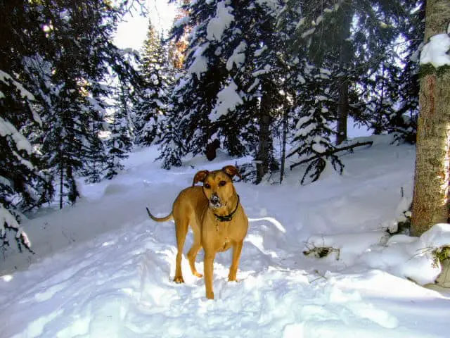 dog standing in the snow with pine trees in the background