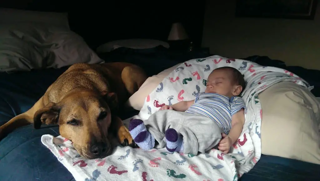 dog and baby laying down on a bed next to each other