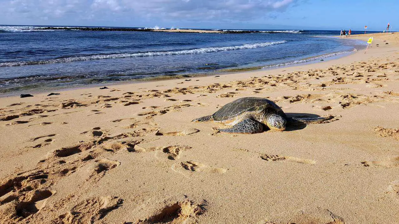 Turtle on Poipu Beach