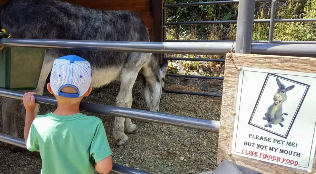 Boy petting a burro outside the Everett Mine near Georgtown Colorado