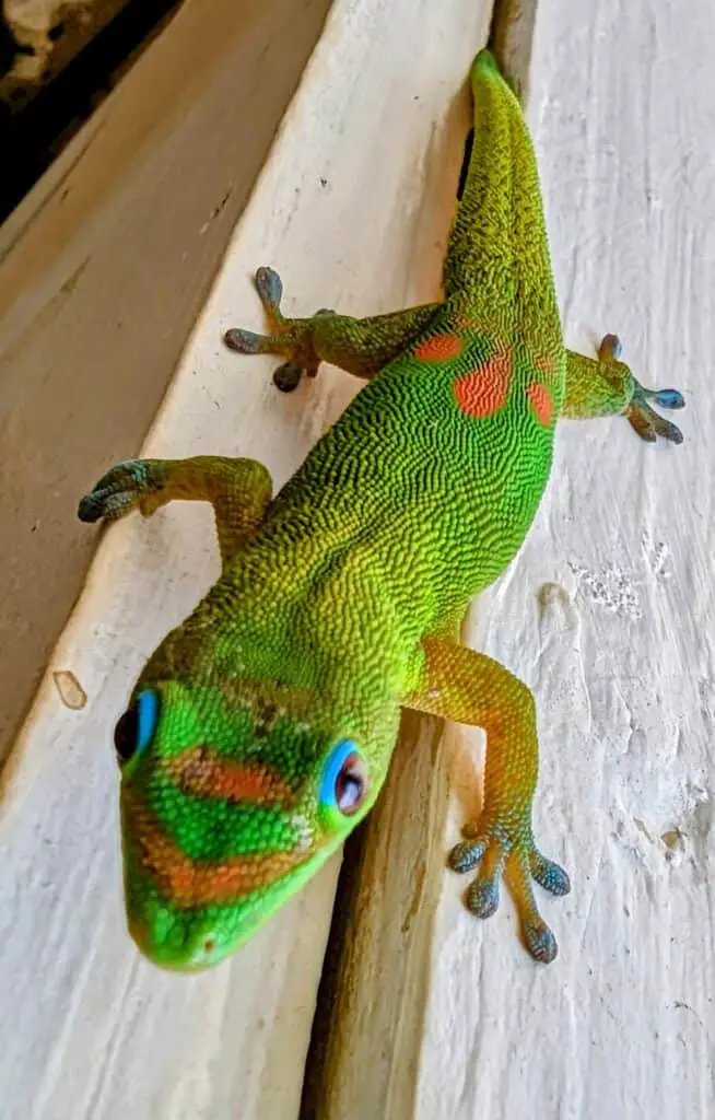 green gecko
