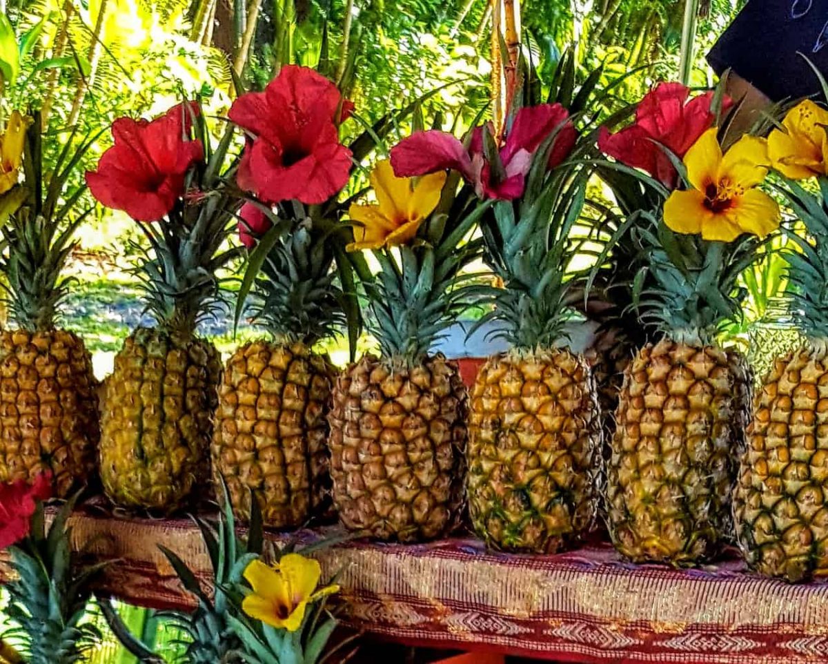 Pineapples lined up at a fruit stand in Hawaii