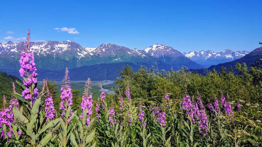 fireweed flowers with snow capped mountains in the back ground in Alaska