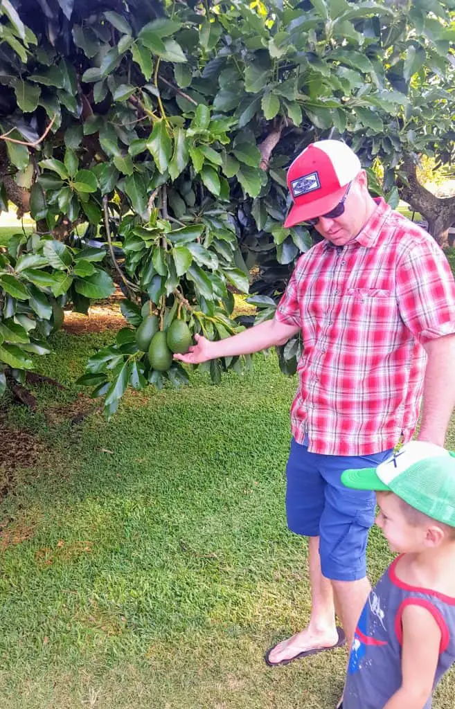 man pointing to a huge avocado growing on a tree in Hawaii