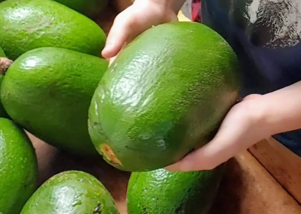 huge avocado in a child's hands - Fruit in Hawaii
