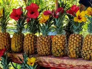 Pineapples in a row with hibiscus flowers in their stems