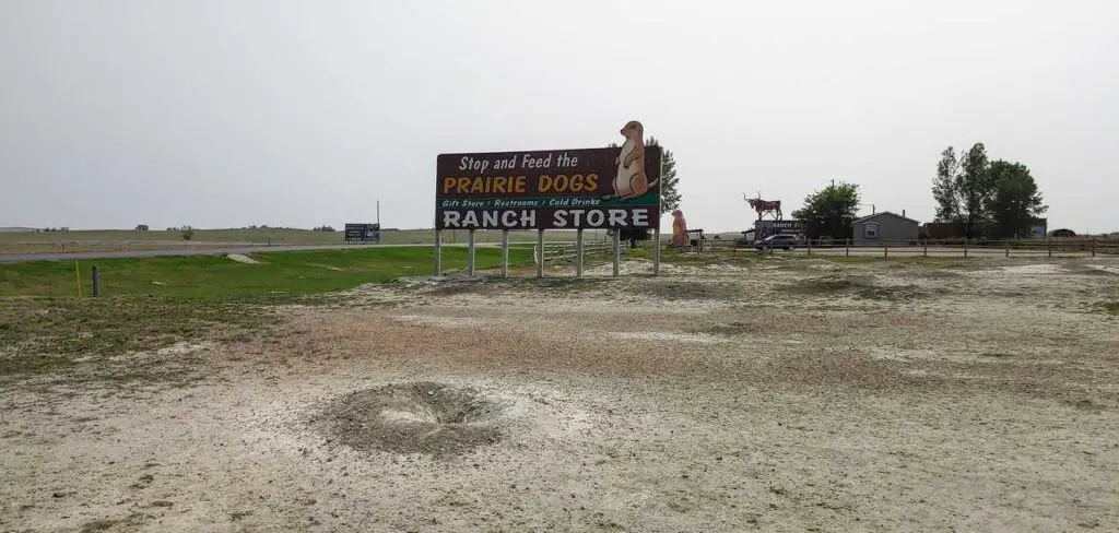 Prairie dog in front of a sign advertising feed the prairie dogs in South Dakota