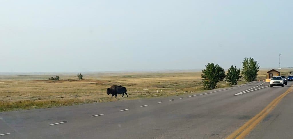 Buffalo in Badlands National Park