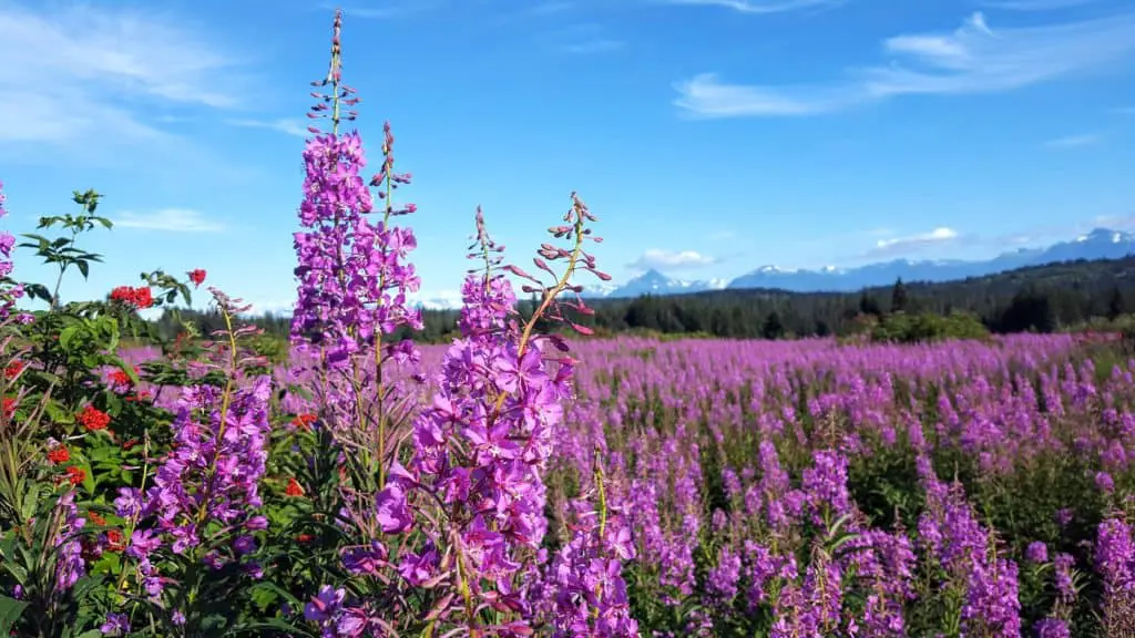fireweed in Alaska with mountains in the background