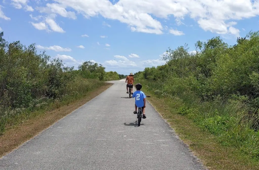 Father and son riding bikes looking for alligators in the everglades