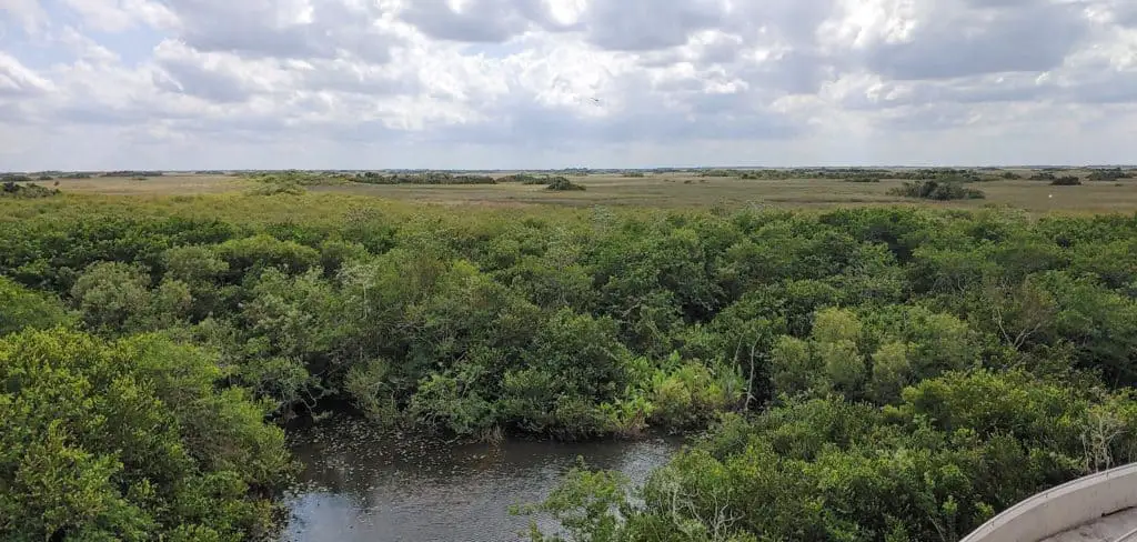 veiw from the Shark Valley observation tower in Everglades National Park