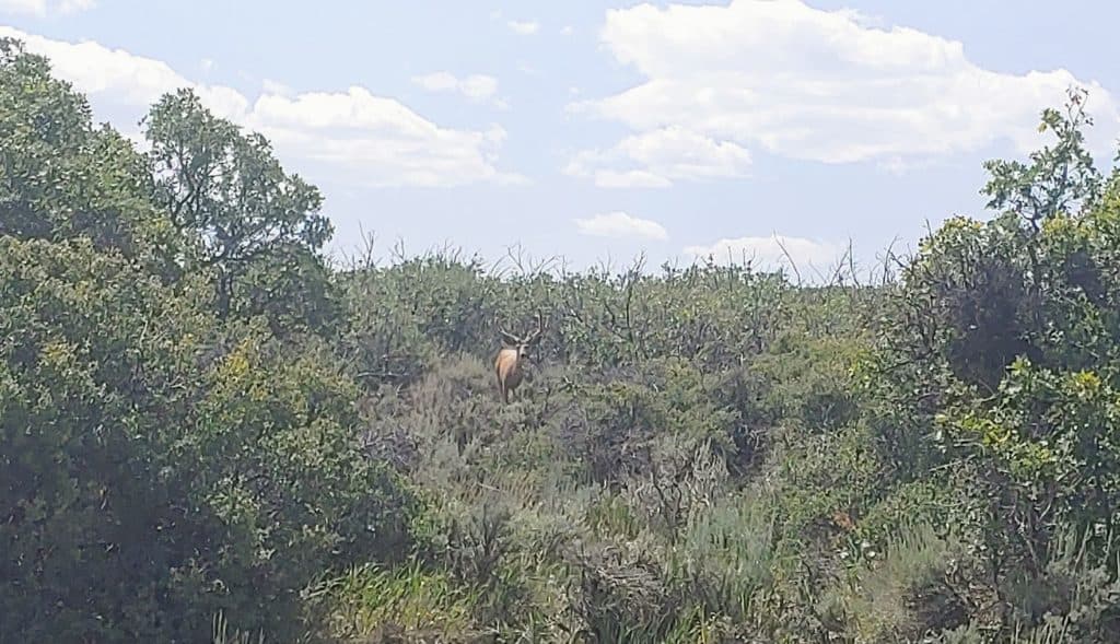 Buck deer in the trees at Black Canyon of the Gunnison National Park