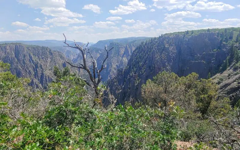 a tree and bushes in front of the Black Canyon of the Gunnison