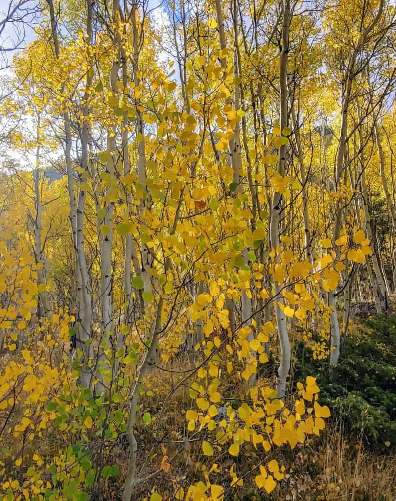 yellow aspen leaves to see on a leaf-peeping drive from Denver into the Rocky Mountains