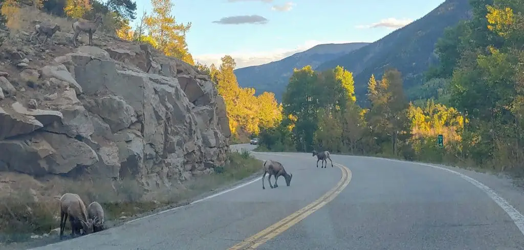 Sheep on the road - leaf-peeping drive from Denver