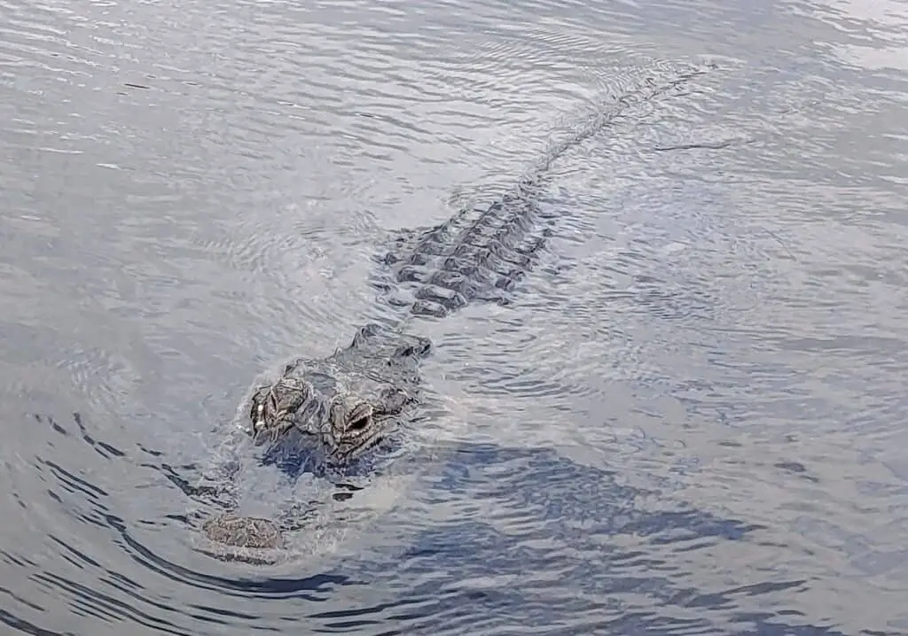 Gator in the water in Everglades National Park, Florida