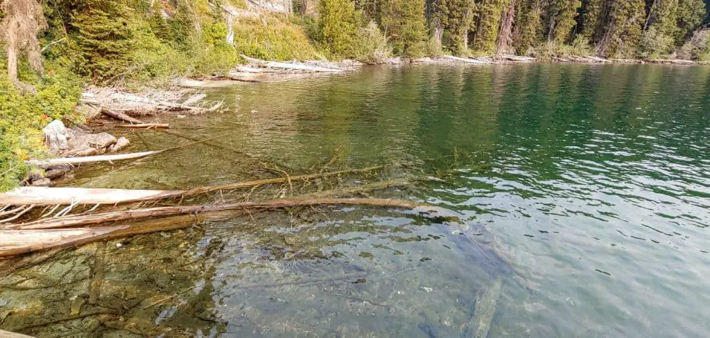 Clear water in Jenny Lake
