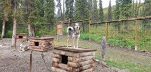 Sled Dog standing on top of a doghouse in Denali National Park