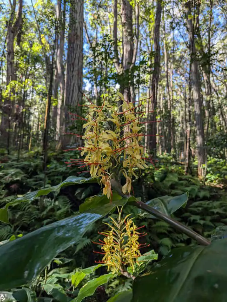 Ginger flower in the woods at Kolopa State Park in Hawaii