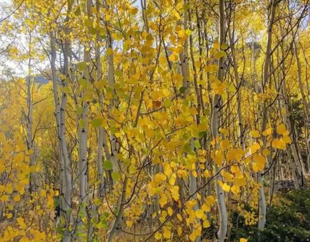 golden aspen leaves in the Rocky Mountains of Colorado in the fall