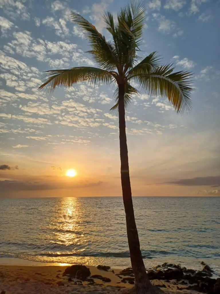 Palm tree and the sunset over the ocean