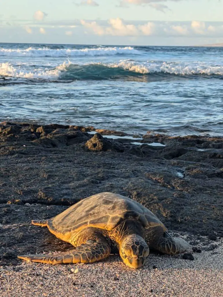 turtle on the beach in Waikoloa Hawaii