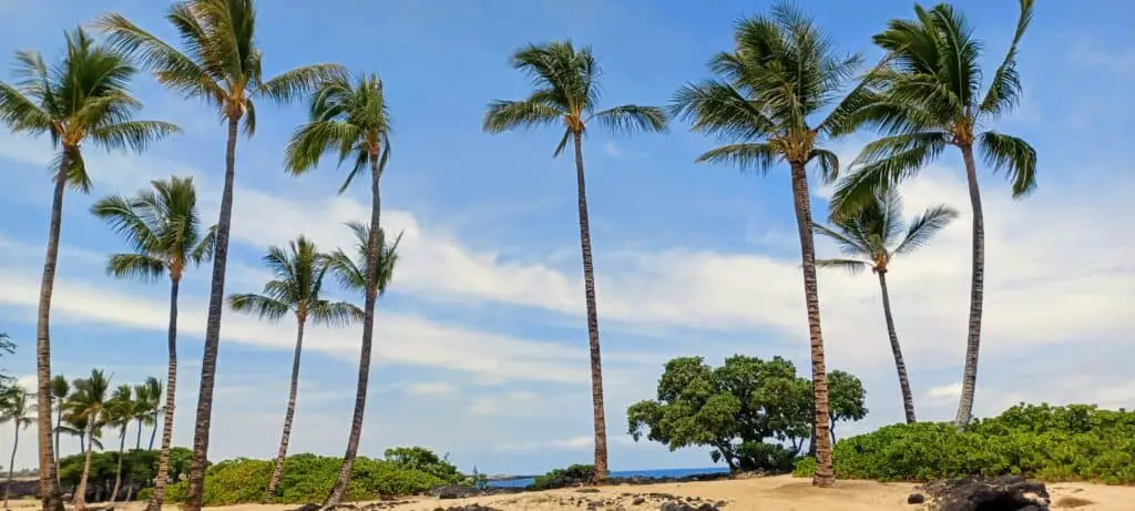Palm trees in sand against a blue sky in Kona Hawaii