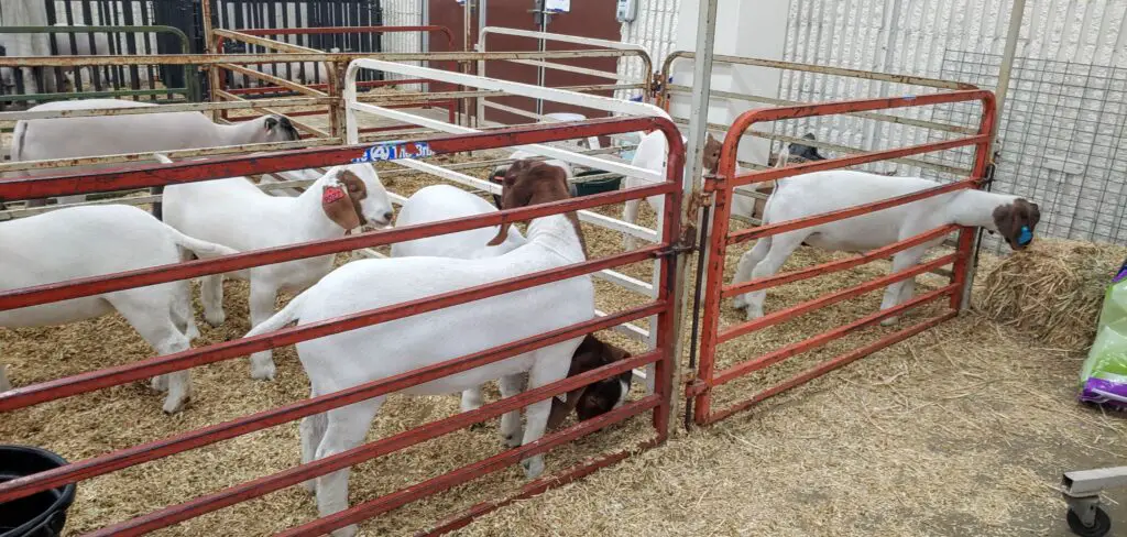 sheep in a corral at the National Western Stock Show in Denver, Colorado