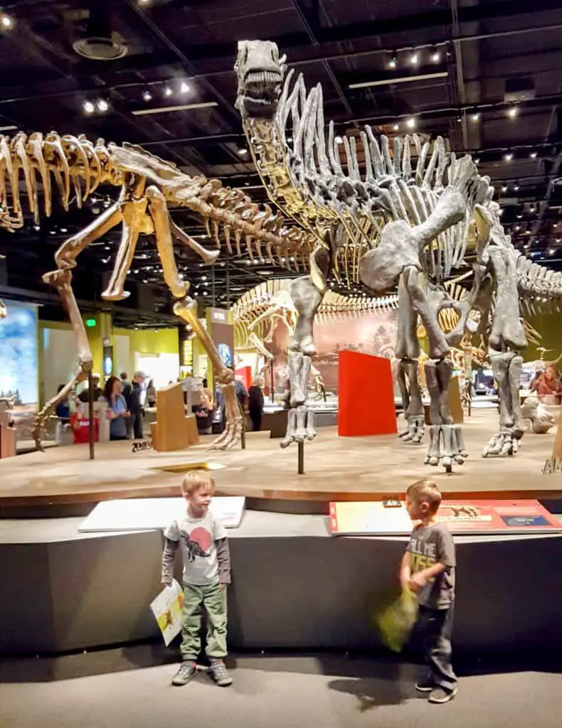 boy standing in front of a dinosaur skeleton at the Denver Museum of Nature and Science in Denver, Colorado