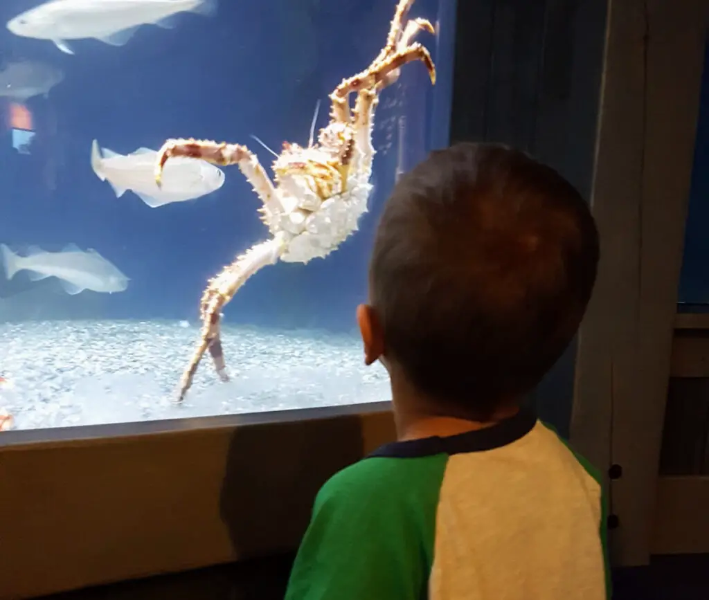 Boy looking at a huge crab in an aquarium at the Alaska Sea Life Center in Seward
