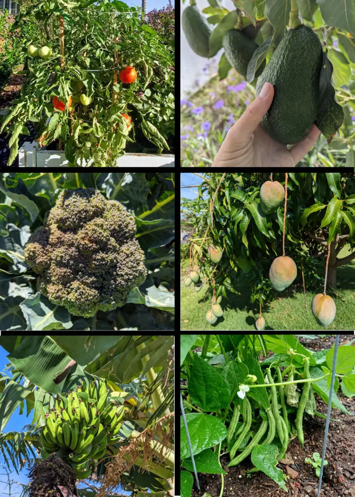 Produce grown in Hawaii