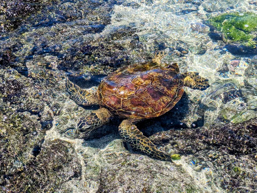Sea Turtle in the water in Hawaii