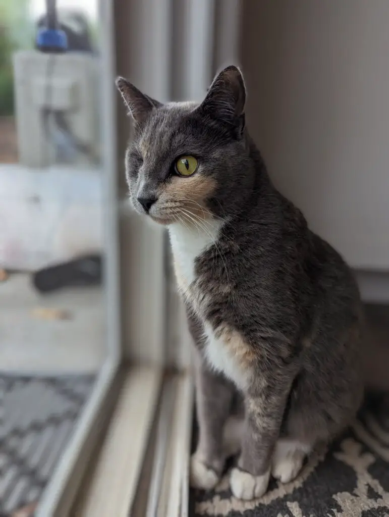 Cat in front of a screen door